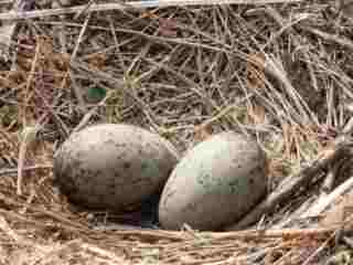 oeufs